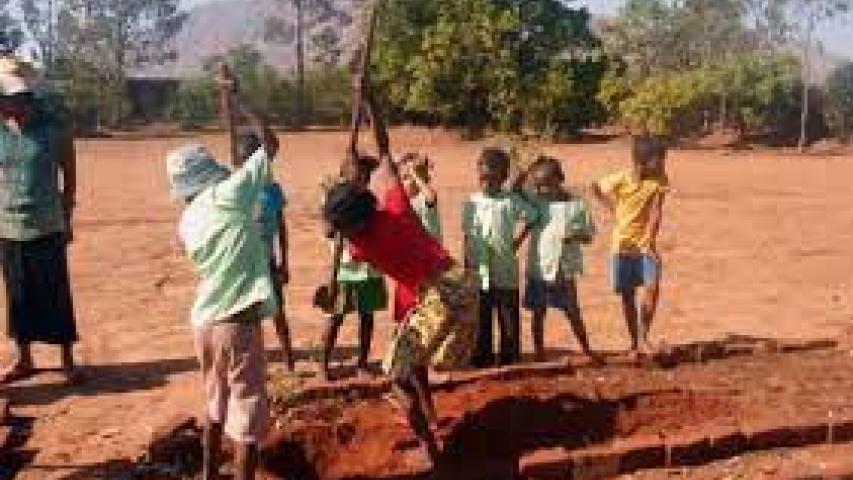 reforestacion