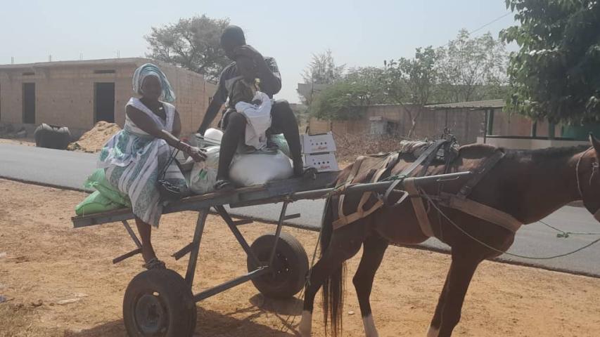 senegal 7