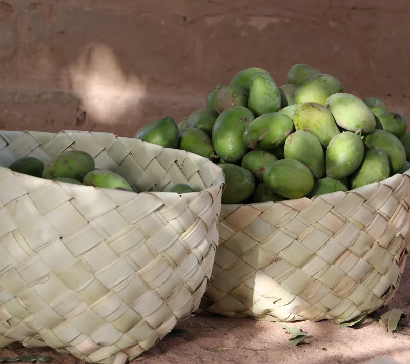 senegal ireneh sanjuan