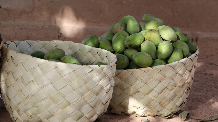 senegal ireneh sanjuan