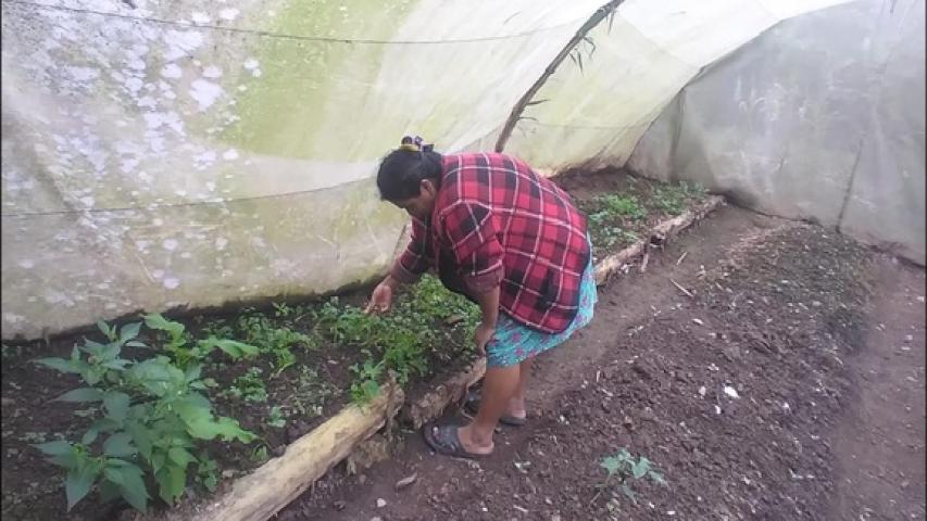 tomates