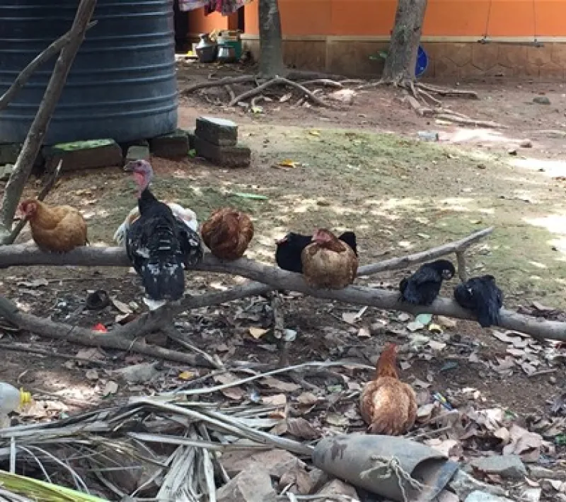 Criar gallinas les aporta beneficios para alimentarse ellas y sus hijos.