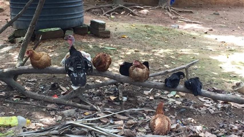 Criar gallinas les aporta beneficios para alimentarse ellas y sus hijos.