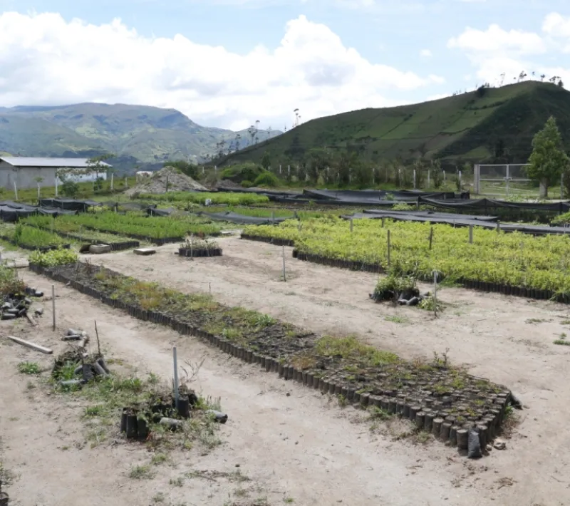 Vivero de Chungchilán