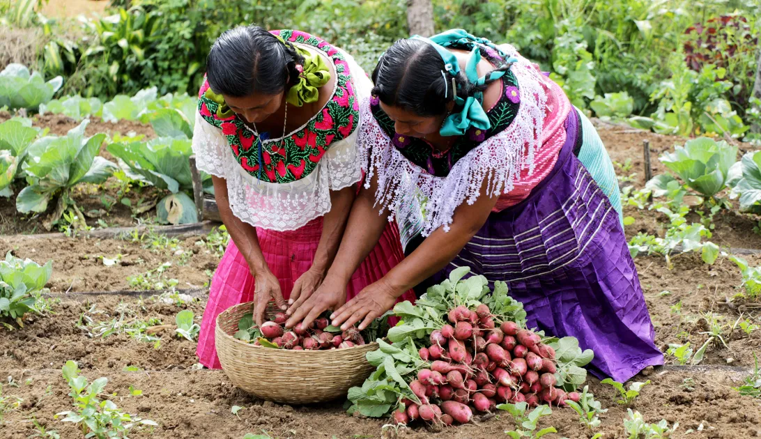 Alimentación y medios de vida. México. Javier Mármol